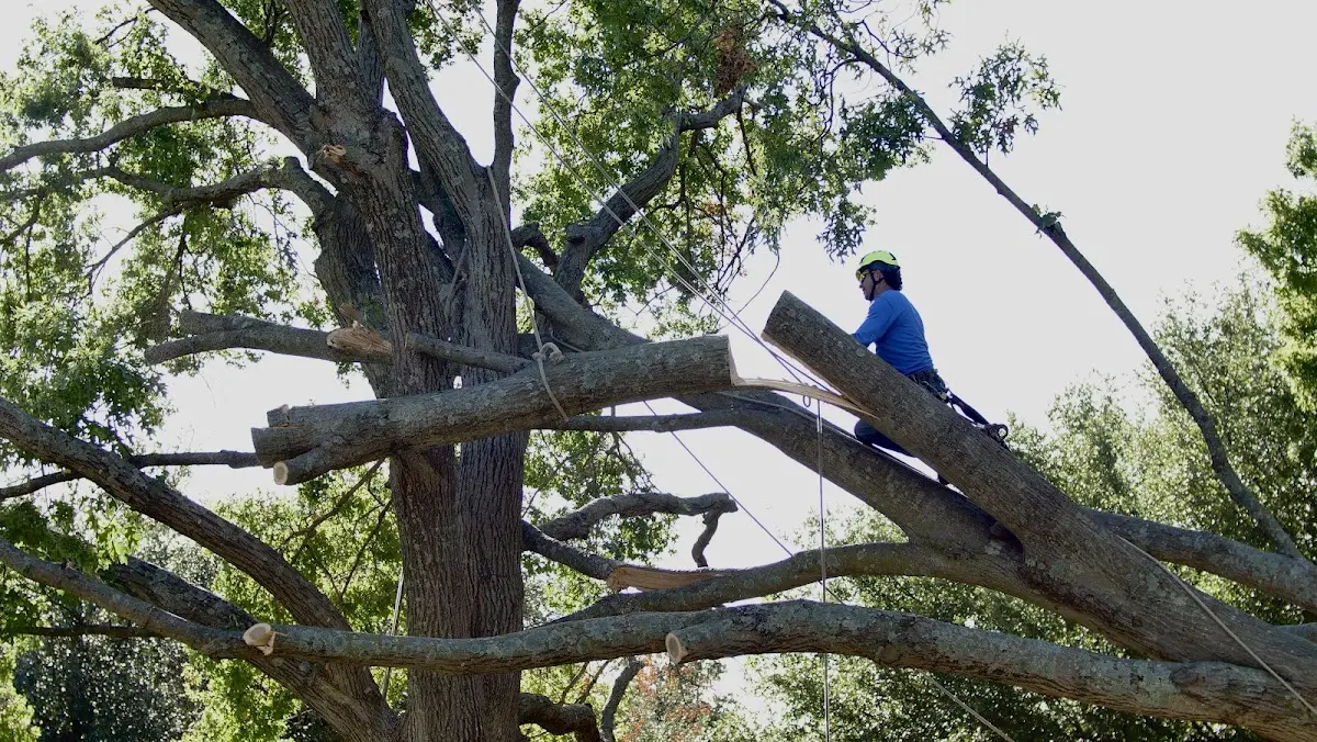 Professional Crown Thinning performed by certified arborists in Metuchen