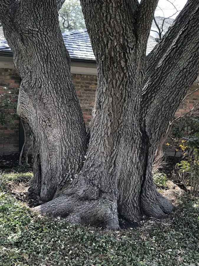 Mature heritage tree close to a Metuchen property cared for by certified arborists
