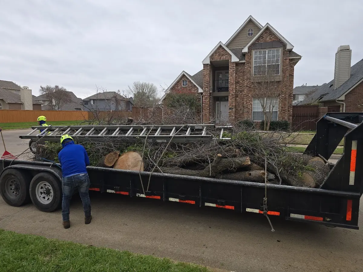 Expert Tree Removal with proper safety equipment in Metuchen